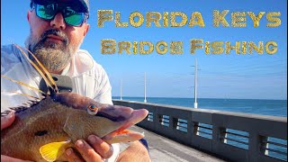 Florida keys Bridge Fishing for Hog Fish [upl. by Sicular]