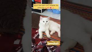 Snowbell Itna Kyu Soti Hai 🤔 shorts short animals [upl. by Lamak]