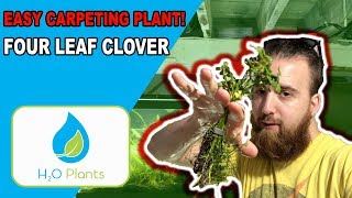 EASIEST CARPETING PLANT  Four Leaf Clover Aquarium Plant Guide [upl. by Gala169]