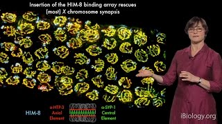 Abby Dernburg UC Berkeley  LBNL  HHMI Part 2 Chromosome Pairing during Meiosis [upl. by Anivlac]