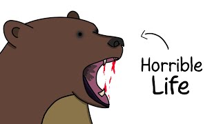 Why It Sucks to Be Born as a Brown Bear [upl. by Atsuj135]