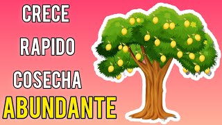 EL ARBOL FRUTAL DE RAPIDO CRECIMIENTO Y POCOS CUIDADOS [upl. by Killion]