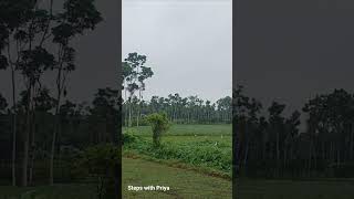 White heron short youtubeshort whitebird nature naturebirds [upl. by Cowie]