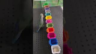 The smartest parrot🧠 animals cute wildsound funny wildanimalsounds nature cat animalsouds [upl. by Blondie]