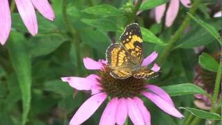 Silvery Checkerspot [upl. by Alaek]