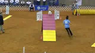 AKC National Agility Championship Finals Papillon [upl. by Henry]