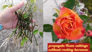 How to propagate Rose cuttings without rooting hormone 🌹Rose plant propagation with 100 success🌹🌹🌹 [upl. by Celinka494]