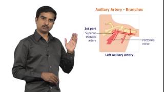 AXILLARY ARTERY  USMLE Quick review [upl. by Wiersma]