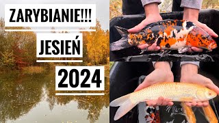 JESIENNE ZARYBIANIE STAWU 2024  amur albinos karp koi [upl. by Hathaway]