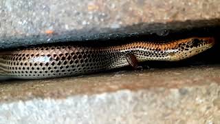 Skinks  Lygosoma lizard reptiles reptile youtubevideos [upl. by Alekin499]