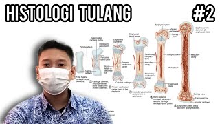 Histologi Tulang  Part II  Osteogenesis Remodelling Perbaikan dan Peran Metabolik Tulang [upl. by Ornie]