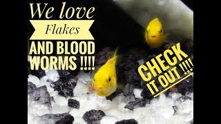 How to feed the African Cichlids Fry  First time feeding Flakes [upl. by Aticnemrac70]