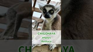 Happy Feeding Time🥬🐒 Chigohaya the ringtailed lemur enjoyed leafy lettuce🎶 animalasmr lemur [upl. by Landre]