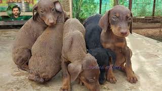 Doberman Puppies In Coimbatore [upl. by Dalston]