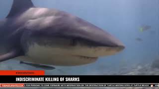 INDISCRIMINATE KILLING OF SHARKS [upl. by December]