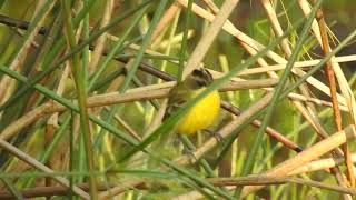 051024 Piojito Copetón Pseudocolopteryx sclateri  Ituzaingó Corrientes Arg [upl. by Krisha611]