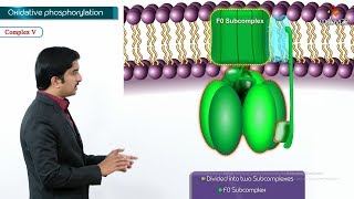 Oxidative phosphorylation Animation  Formation of ATP amp sites of ATP synthesis [upl. by Fawn]