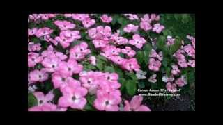 Cornus kousa Miss Satomi Pink Flowering Dogwood [upl. by Nosniv]