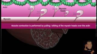 Myofibril versus Sarcoplasmic Hypertrophy [upl. by Eldnik845]