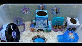 Disney FROZEN Themed Hamster Cage Tour August 2015 [upl. by Syverson]