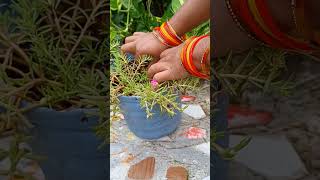 portulaca cutting particular propagation table rose cutting 9 oclock flower portulaca [upl. by Nnyletak65]