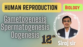 Gametogenesis Class 12Spermatogenesis and Oogenesis Class 12Human reproduction [upl. by Aina991]