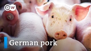 The booming meat industry  Germany the worlds second biggest pork exporter  DW English [upl. by Ellehcin]