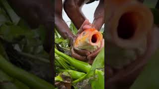 Big Red colourcolouring Fish Catching by boyamazing fishing fishing realfishing [upl. by Saibot]