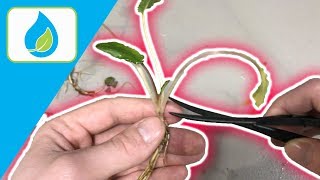 TRIMMING CRYPTOCORYNE HOW TOO  QUICK TIP 006 [upl. by Hess154]