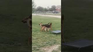 howling at the fire trucks germanshepherdpuppies dog germanshepherd [upl. by Nylsoj]