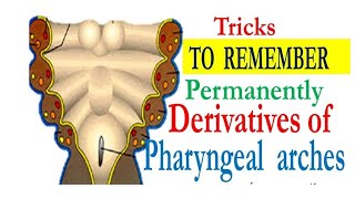 MNEMONICS PHARYNGEAL ARCHES DERIVATIVES AND THEIR NERVE AND ARTERIAL SUPPLIES [upl. by Asillem]