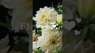 Flower ❤️  Ecopsychology  Beautiful flowers natureshorts flowers flowerlovers [upl. by Enilrahc]