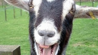 Funny Goats Screaming like Humans [upl. by Milburn]