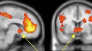 The Science of Bragging and Boasting [upl. by Mourant]