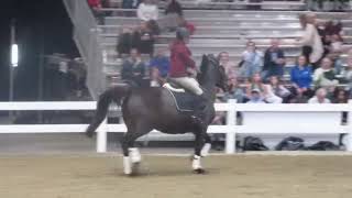 Royal Winter Fair 2024Spirit of the Horse Equestrian for Everyone [upl. by Monagan]