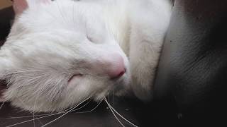 I love the sound our deaf cat makes [upl. by Bertha]