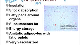 04C Connective Tissues CT Proper [upl. by Nuri]