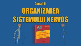 C11 Organizarea sistemului nervos  LIVE BARRONS ADMITERE MEDICINĂ [upl. by Harrie]