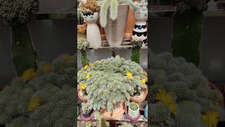 Rebutia Pulvinosa yellow flower  bikolanahardinera shortvideo cactus cactusflower [upl. by Estren]