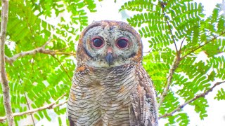 Indian Mottled Wood Owl call കാലൻകോഴിയുടെ ശബ്ദം [upl. by Suruat989]