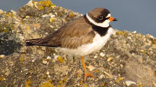 Semipalmated Plover  spring [upl. by Broddie]