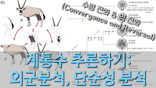 진화론 이해하기 11 계통수Evolutionary Tree 추론하기 2 외군 분석 단순성 분석 수렴 진화와 역진화 [upl. by Hendrika]