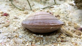 Facts The Northern Quahog Hard Clam [upl. by Danette]