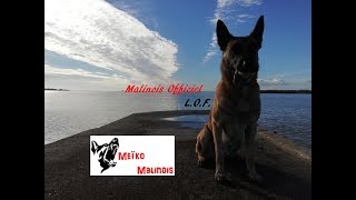 Confirmation Meïko Malinois [upl. by Aneej]