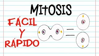 🌐 División celular MITOSIS 🔬  FASES  Fácil y Rápido  BIOLOGÍA [upl. by Vey]