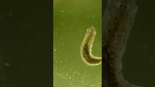 Planarian worm on a glass slide [upl. by Diehl]