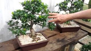 Visita no Bonsai Center Romagnole em Mandaguari [upl. by Rap]