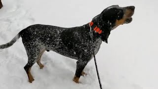 Southern Hound in New England Snow [upl. by Sldney243]