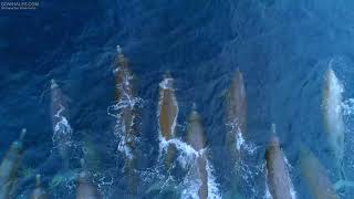 Rare drone footage of Bairds Beaked Whales [upl. by Nyret698]