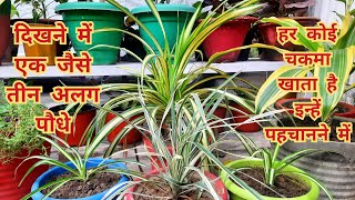 दिखने में एक जैसे तीन अलग पौधे pandanusribbon grassspider plant में अंतरहर कोई चकमा खाता है [upl. by Madelin]